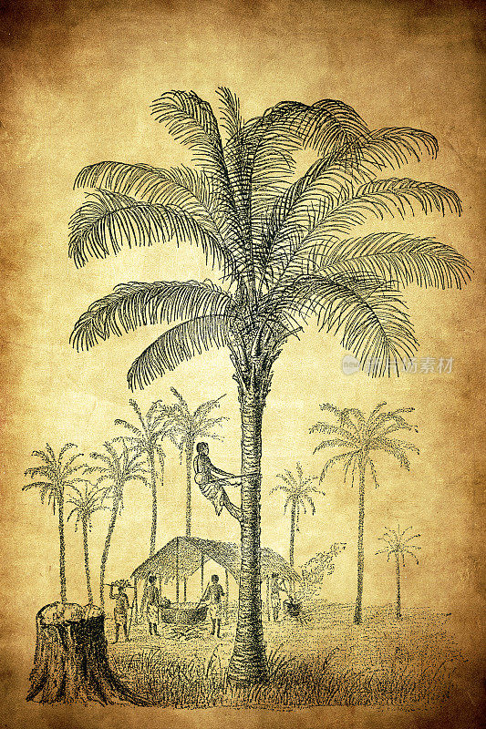 椰子树(Cocos nucifera)和几内亚Elaeis(非洲油棕榈，金刚鹦鹉脂)